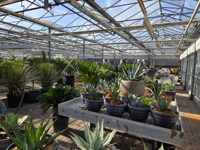 Frosttolerante Agave montana im Deko Topf ↑ genau die Agave im Bild ↑ XXL Nr.2